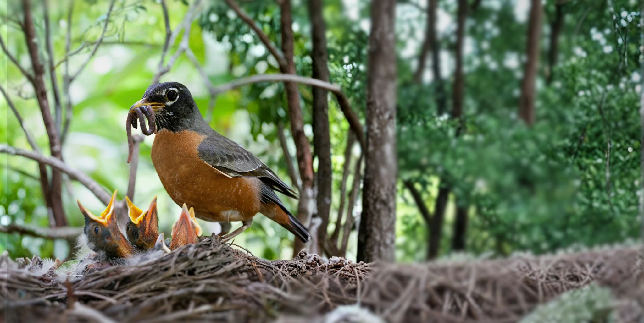 Artisan Homes for Wild Birds